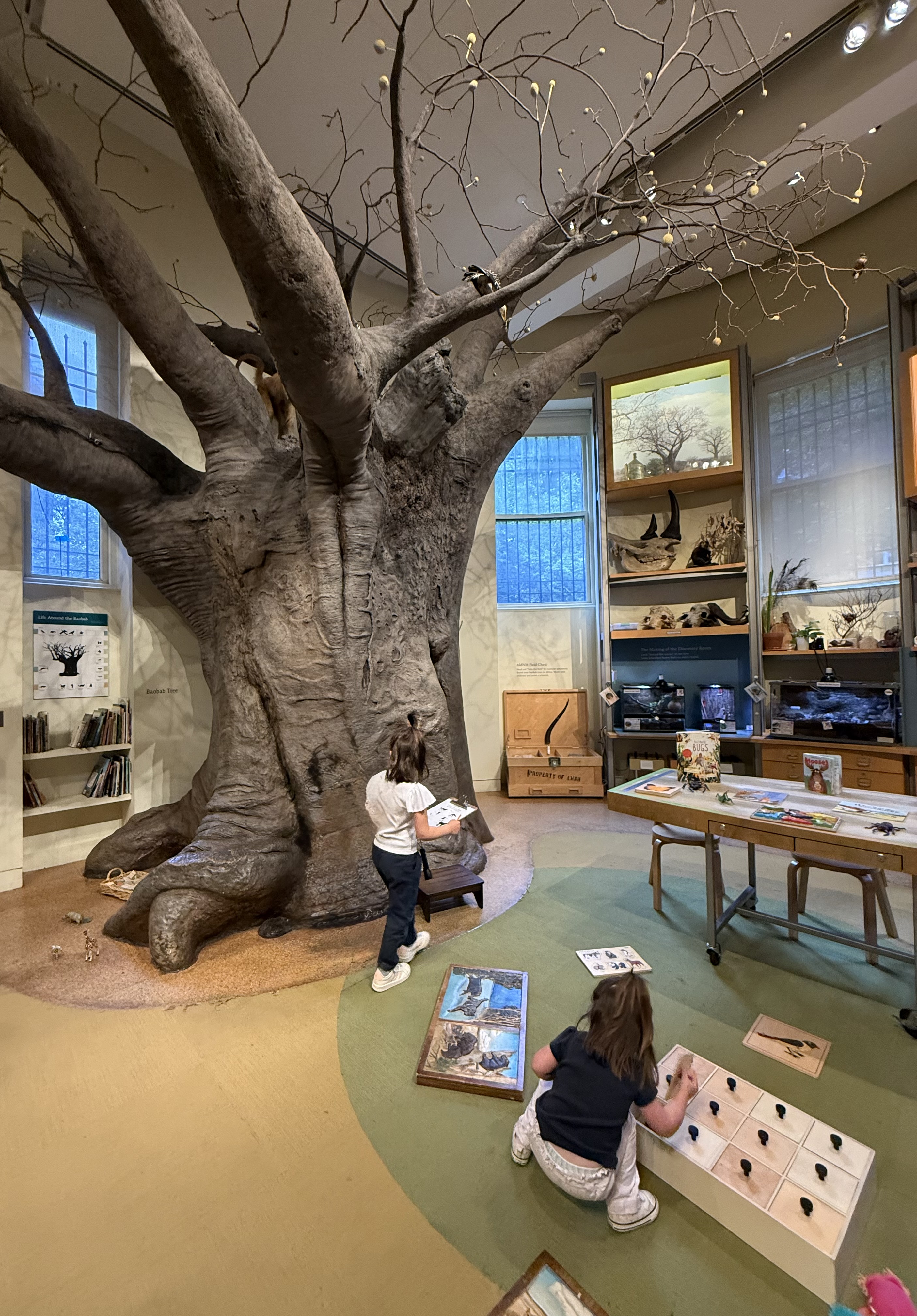 The Discovery Room at AMNH, with a giant two-story baobab tree and children exploring drawers of natural objects